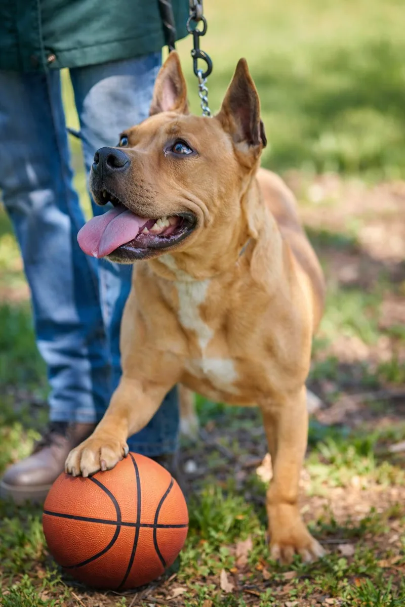 Dogue De Bordeaux English thumbnail 2