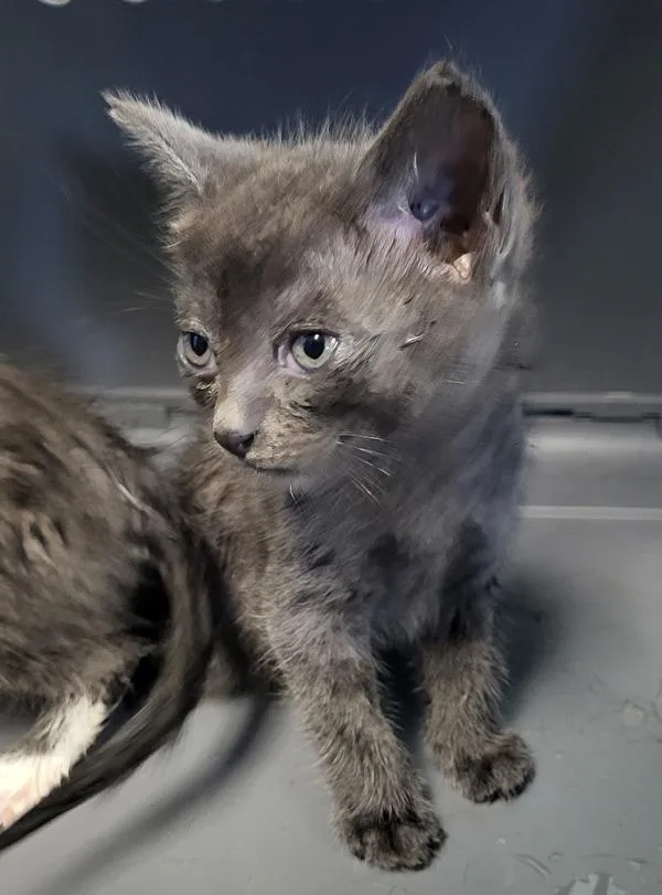 A baby small-sized male Domestic Short Hair cat named Kd for adoption in Lawrenceville, GA