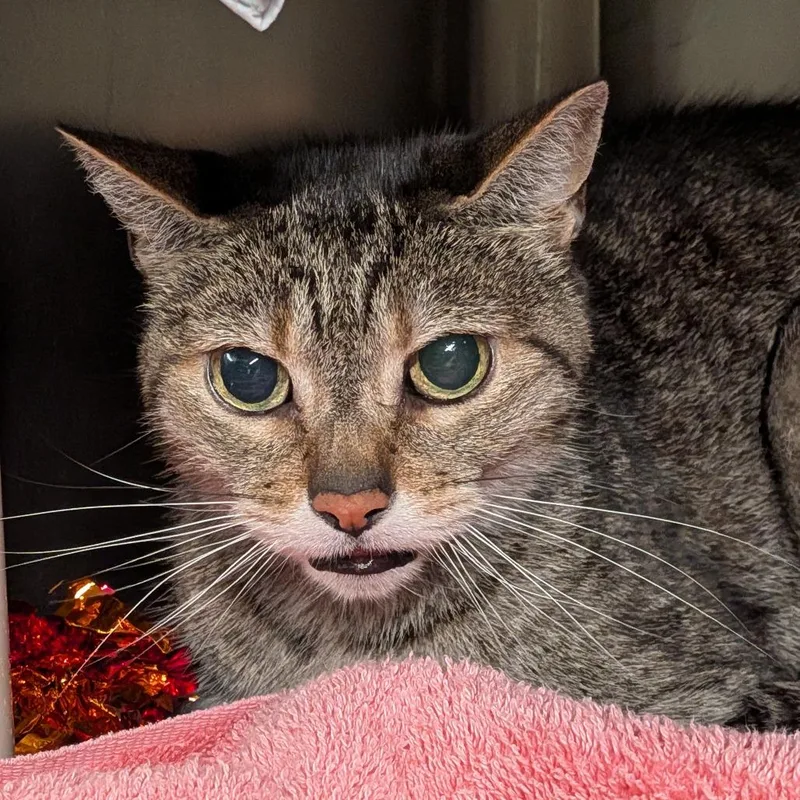 A senior medium-sized female Brown / Chocolate Domestic Short Hair cat named Buttons for adoption in Kennebunk, ME