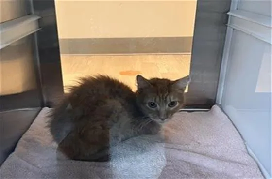 An adult medium-sized male Domestic Short Hair cat named Tundra for adoption in Pearland, TX