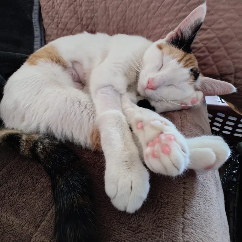 Gardenia thumbnail 2