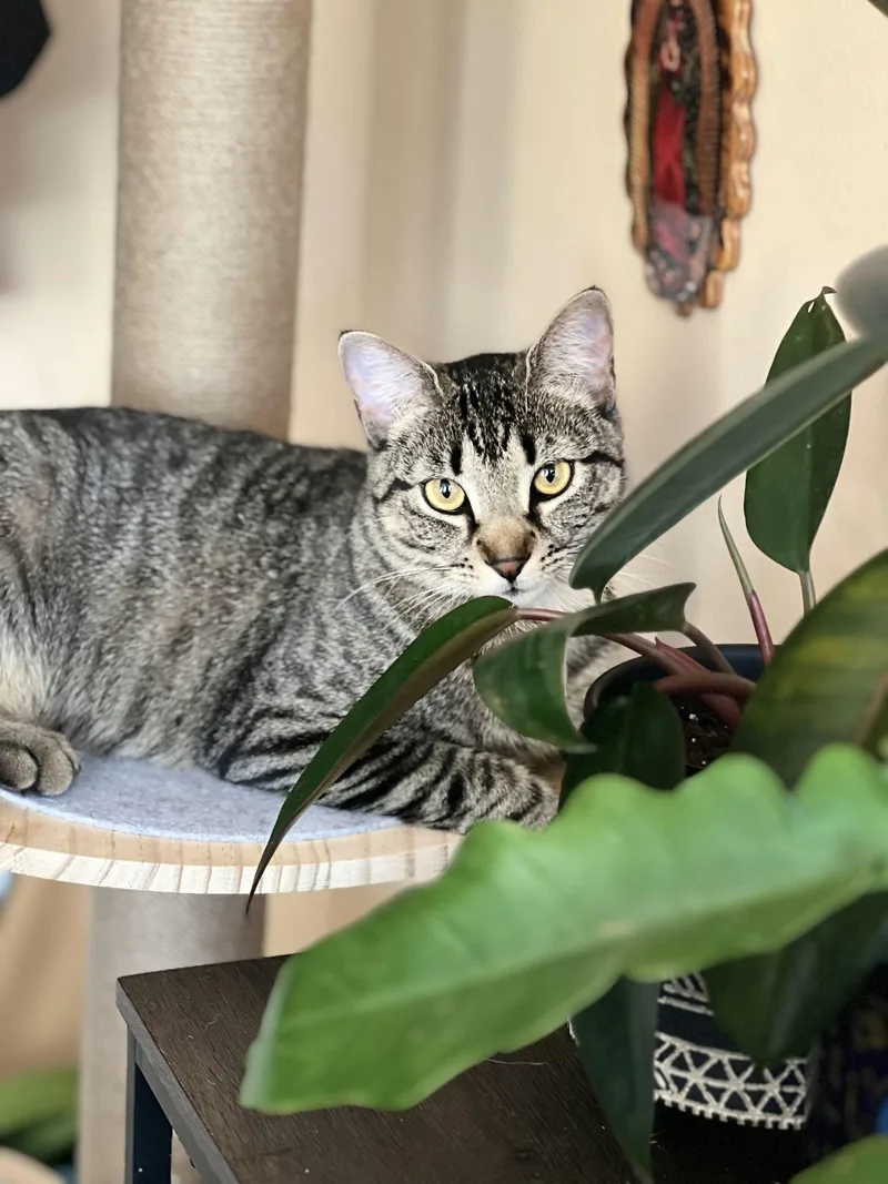 Gardenia thumbnail 4