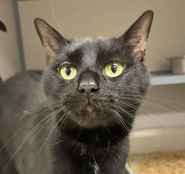An adult small-sized male Domestic Short Hair cat named Ralph for adoption in Aliquippa, PA