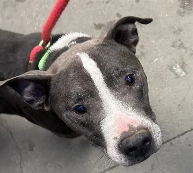 An adult medium-sized male Pit Bull Terrier dog named Humphrey for adoption in Tucson, AZ