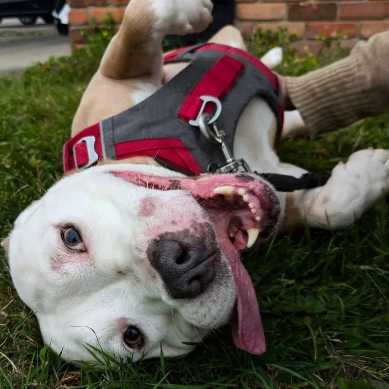 Buster Jr. thumbnail 2