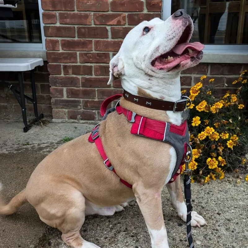 Buster Jr. thumbnail 3