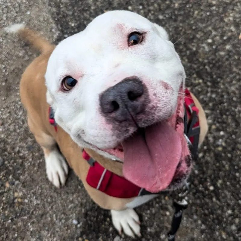 Buster Jr. thumbnail 4