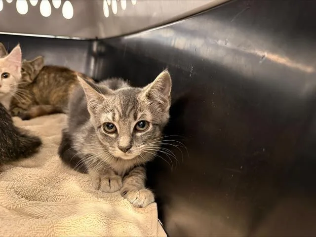 A baby small-sized female Domestic Short Hair cat named Luna for adoption in Charlotte, NC