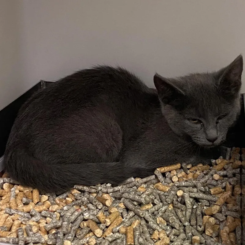 A baby small-sized female Gray / Blue / Silver Domestic Short Hair cat named 71611 for adoption in Harrisonburg, VA