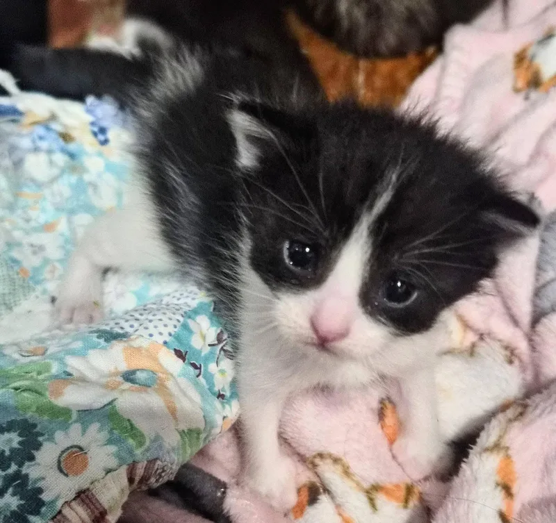 A baby small-sized female Black & White / Tuxedo Domestic Short Hair cat named Neela for adoption in Waverly, IA