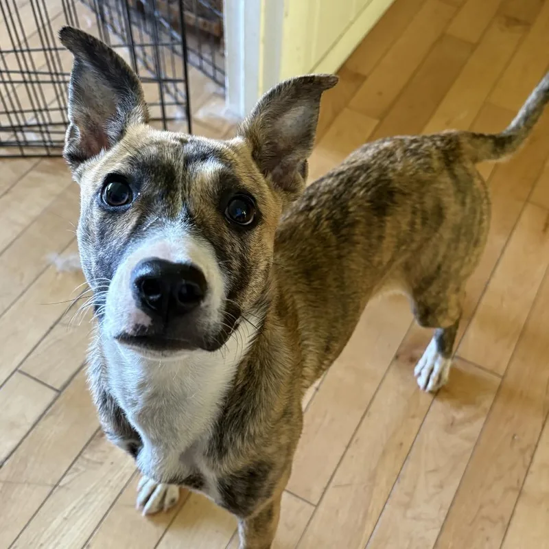 A young medium-sized female Yellow / Tan / Blond / Fawn Mixed Breed dog named Muggsy for adoption in Washburn, MO