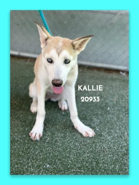 Kallie