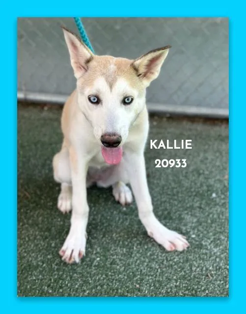 Kallie thumbnail 2