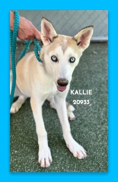 Kallie thumbnail 3
