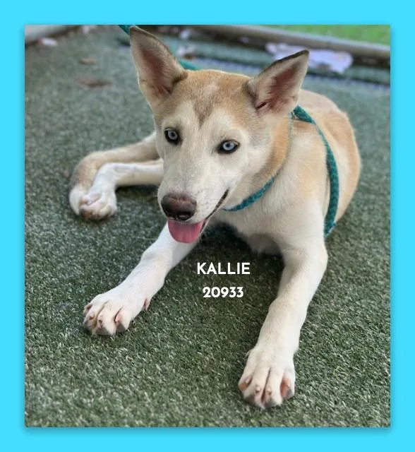 Kallie thumbnail 4