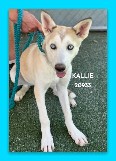 Kallie thumbnail 5