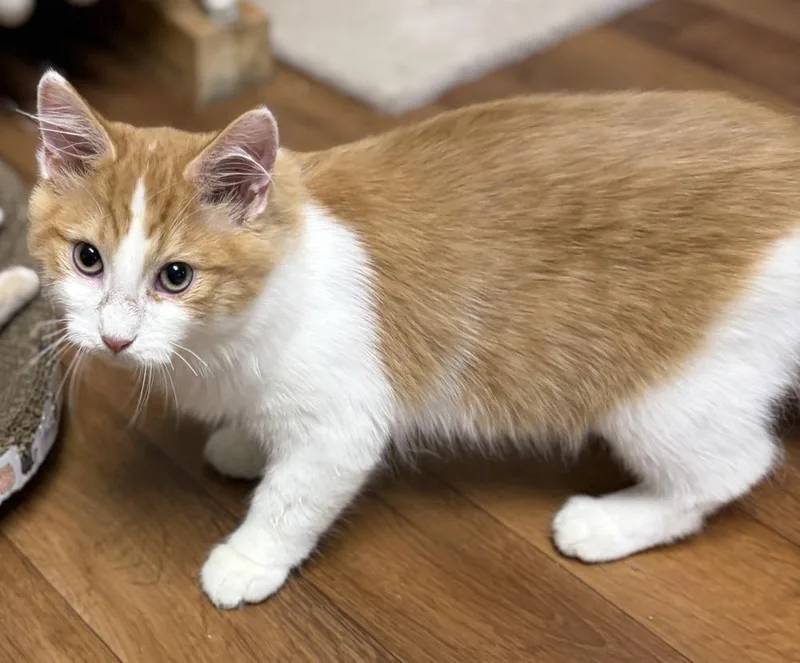 A baby medium-sized male White Domestic Medium Hair cat named Muffin for adoption in Greensburg, PA