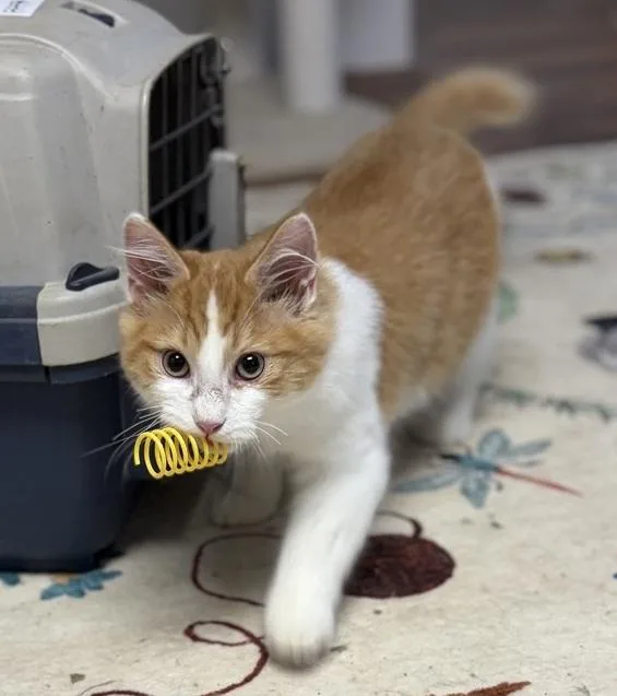 Muffin thumbnail 2