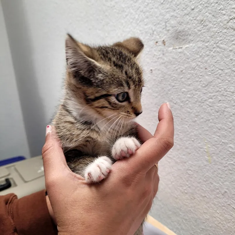 A baby small-sized female Domestic Short Hair cat named Socks for adoption in Allyn, WA
