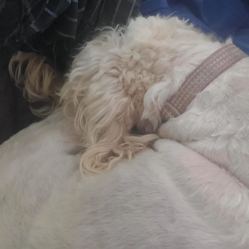 An adult medium-sized female Black Poodle dog named Nellie for adoption in Southington, OH