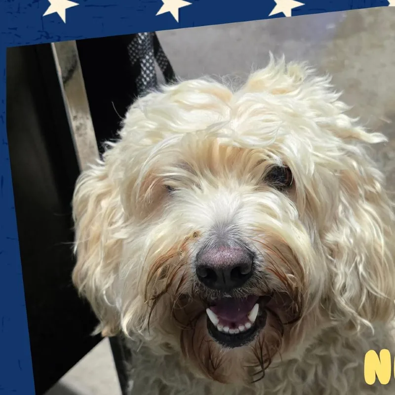 Nellie thumbnail 2