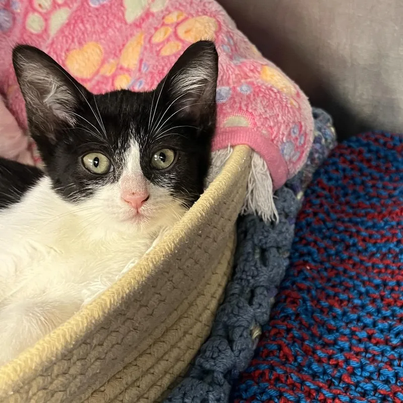 A baby small-sized female Black Domestic Short Hair cat named Illeana for adoption in West Palm Beach, FL