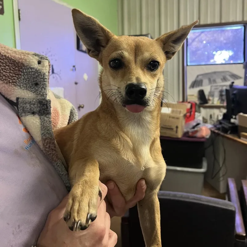 An adult small-sized female Yellow / Tan / Blond / Fawn Terrier dog named Zara for adoption in Stephenville, TX