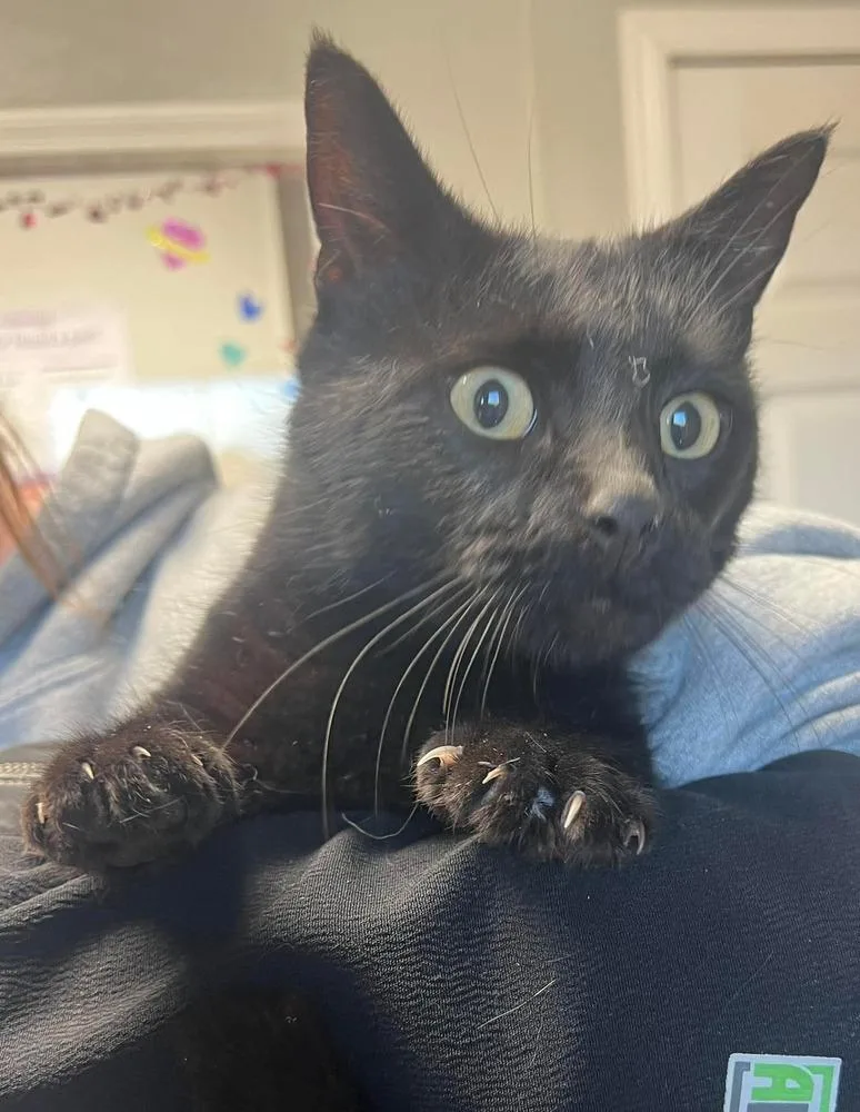 A young medium-sized female Domestic Short Hair cat named Mist for adoption in Bolivar, MO