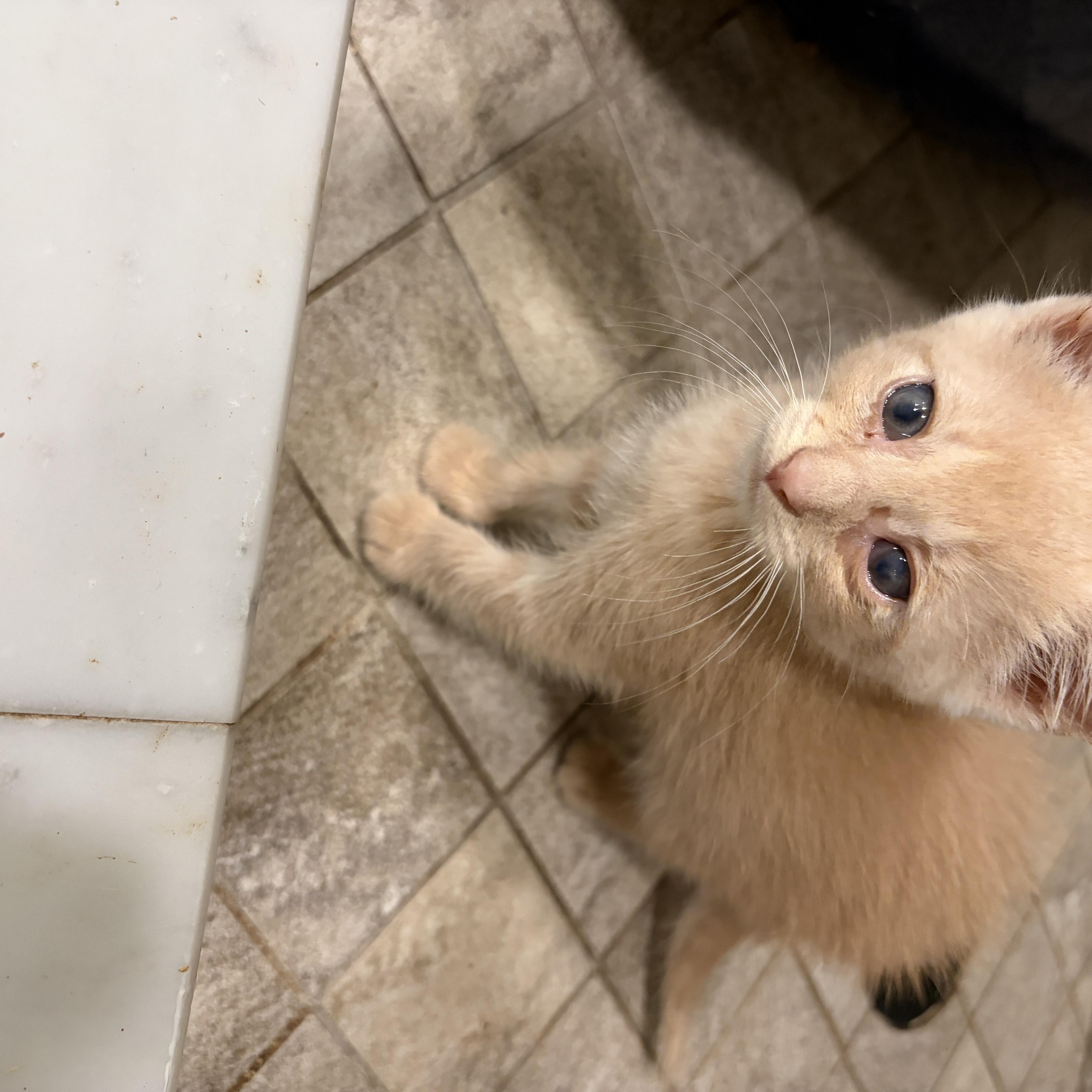 A baby medium-sized male Buff / Tan / Fawn Domestic Short Hair cat named Crumb for adoption in Moriches, NY
