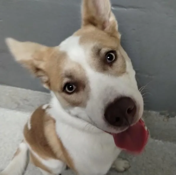 A young medium-sized female Husky dog named Iris for adoption in Alameda, CA