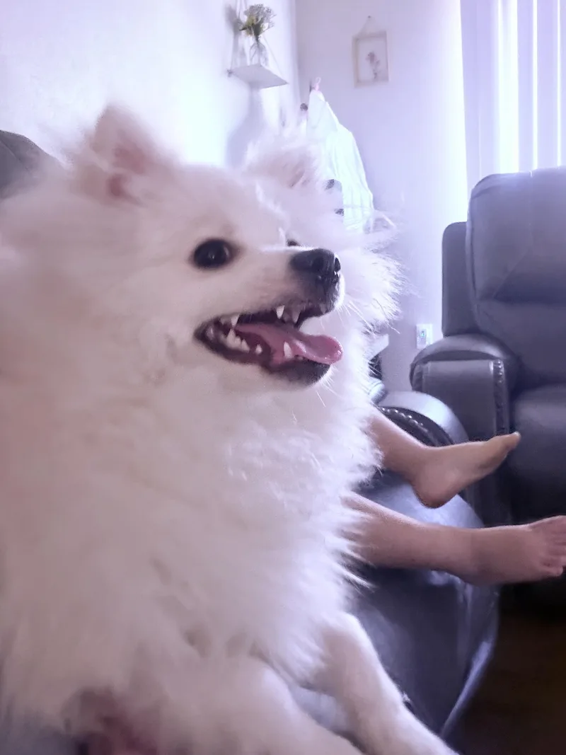 A baby small-sized male Pomeranian dog named Milo for adoption in Encino, CA
