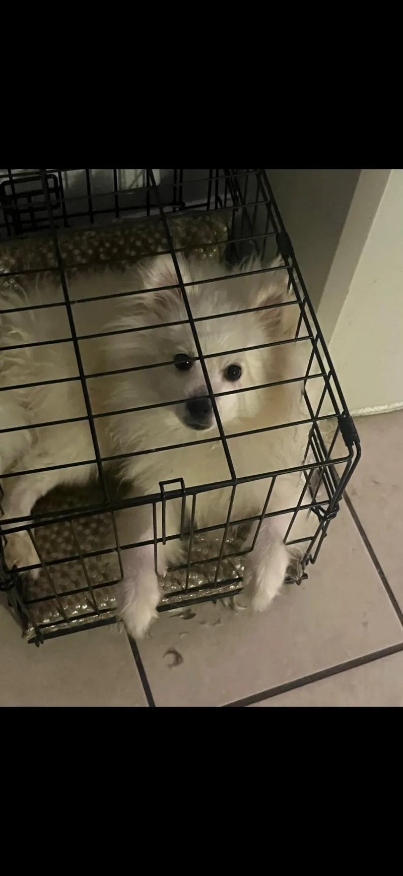 Milo thumbnail 3