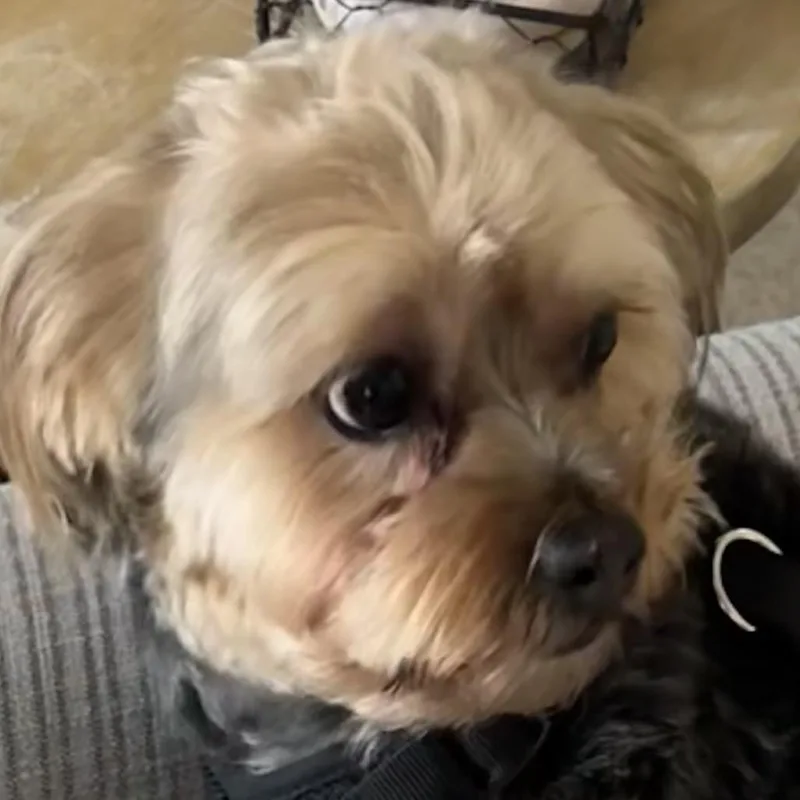 An adult small-sized male Gray / Blue / Silver Yorkshire Terrier dog named Sami for adoption in Greenfield, IN