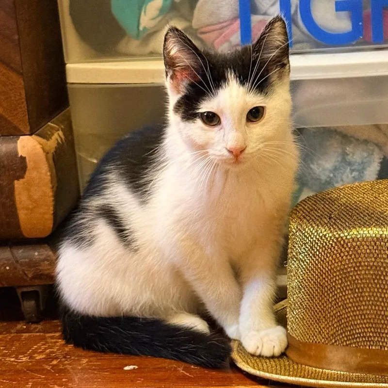 A baby medium-sized male White Domestic Medium Hair cat named Whopper Jr. for adoption in Irwin, PA