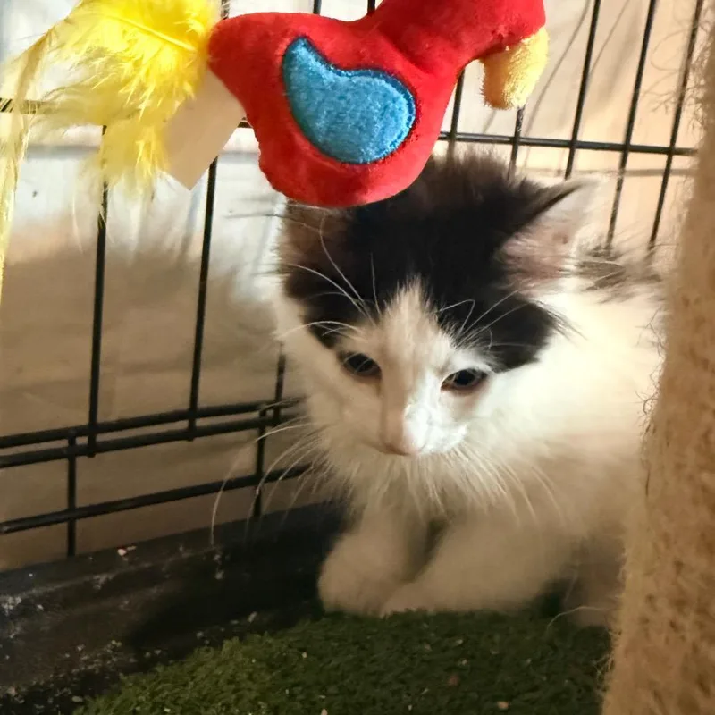 Whopper Jr. thumbnail 2