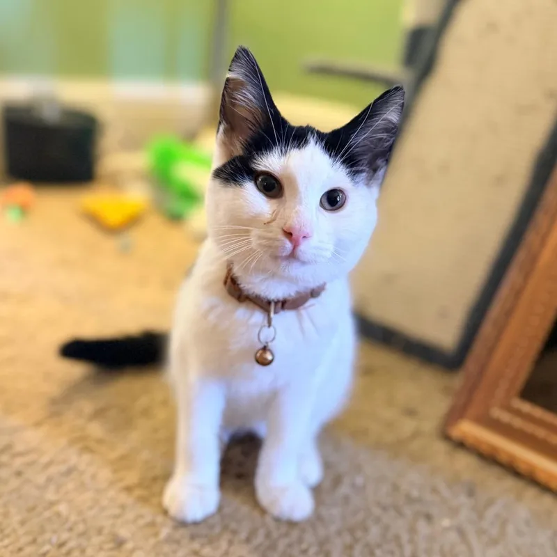 Whopper Jr. thumbnail 3