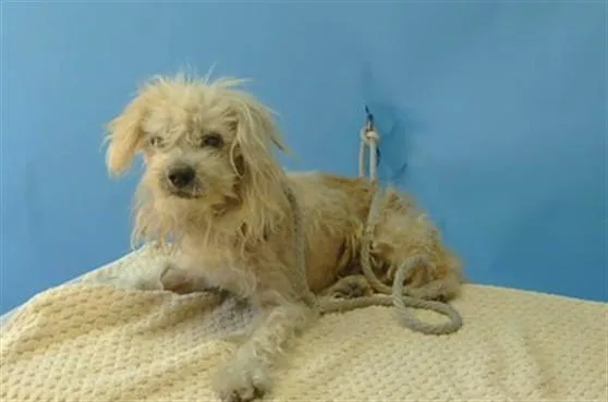 A senior small-sized male Maltese dog named Parmesan for adoption in Downey, CA
