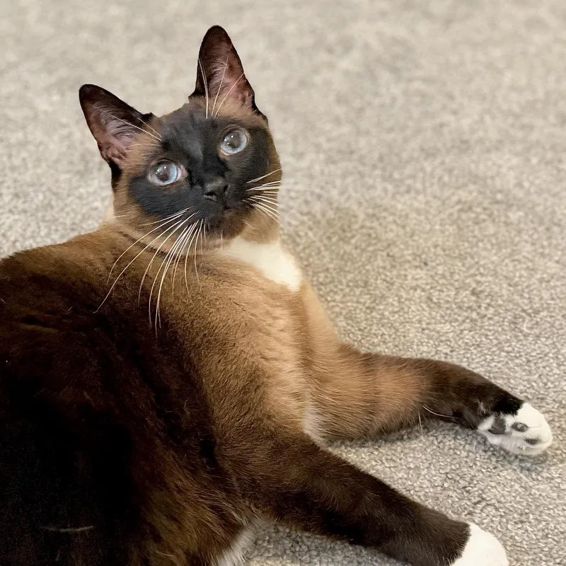 A senior large-sized female Seal Point Siamese cat named Maggie for adoption in Agoura Hills, CA