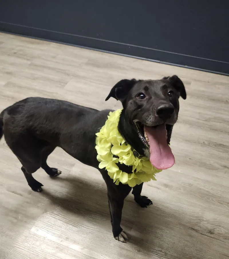 Dinosaura thumbnail 2