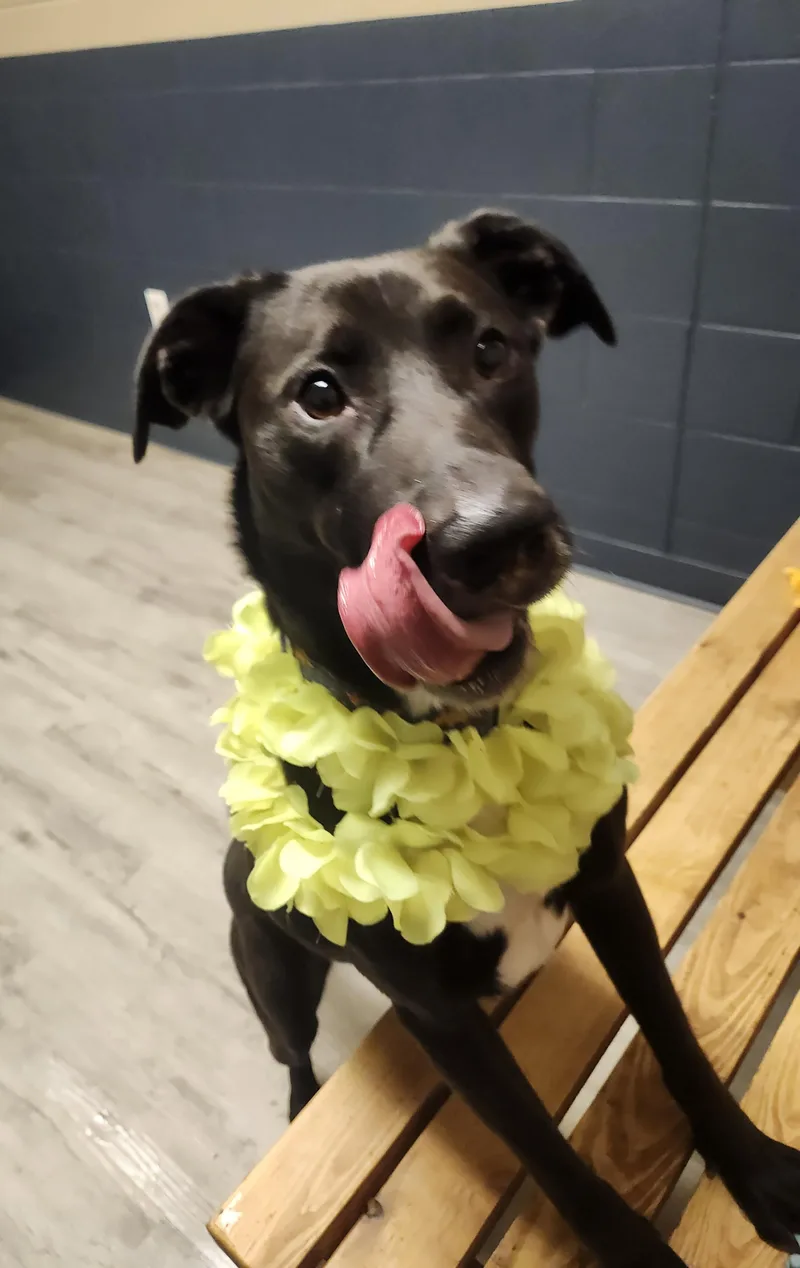 Dinosaura thumbnail 3