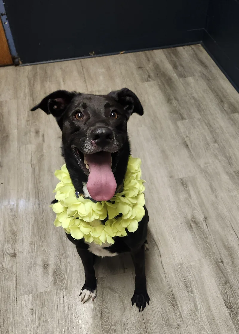 Dinosaura thumbnail 4