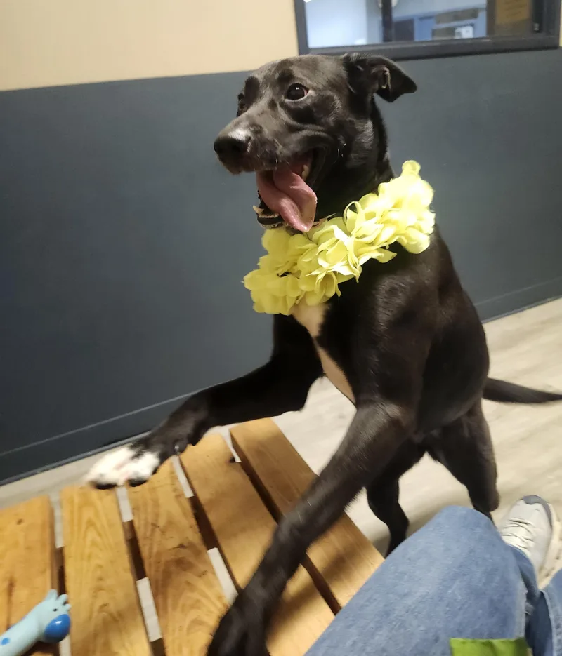 Dinosaura thumbnail 5