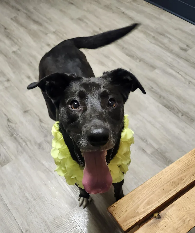 A young medium-sized female Black Black Labrador Retriever dog named Dinosaura for adoption in Mansfield, OH