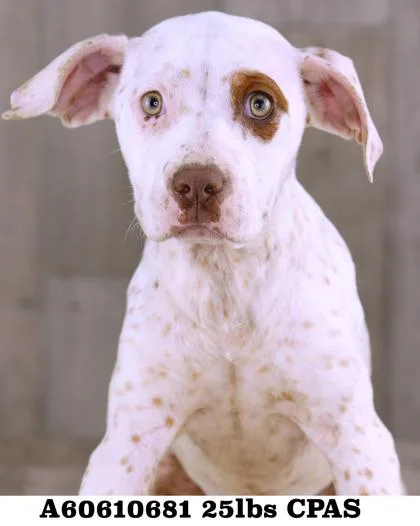 An adult medium-sized female Terrier dog named Spot for adoption in Shreveport, LA