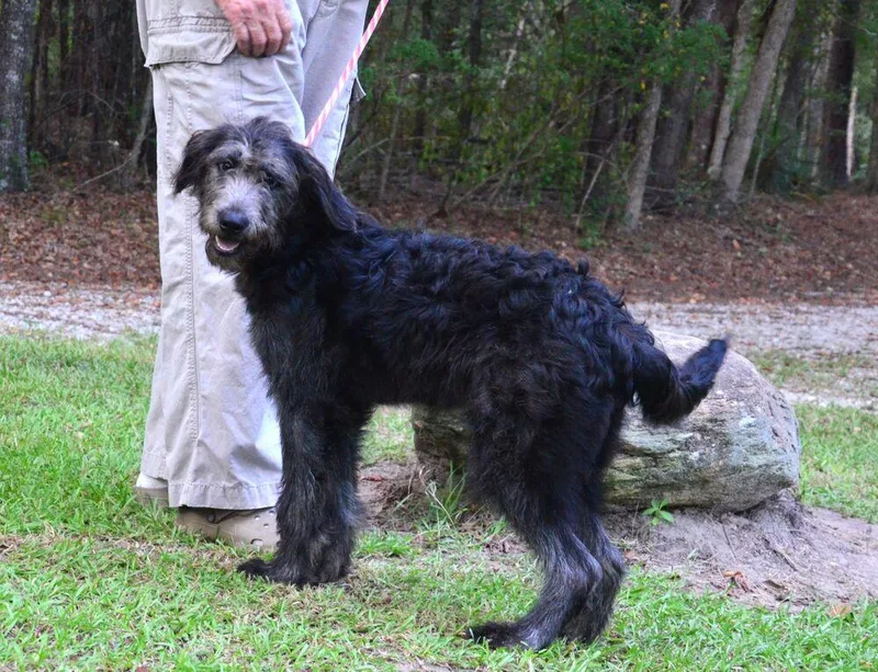 A young medium-sized female Labradoodle dog named Nikki for adoption in Willingboro, NJ