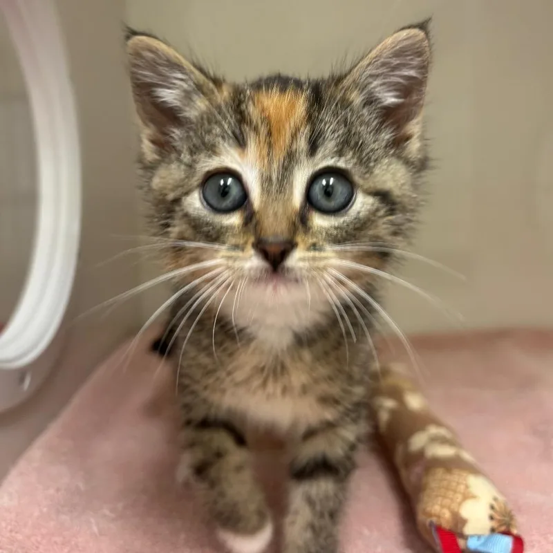 A baby small-sized female Gray / Blue / Silver Domestic Short Hair cat named Rosie for adoption in Redwood City, CA