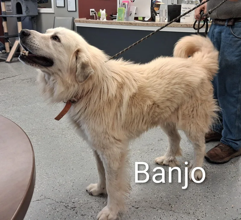 An adult large-sized male White / Cream Great Pyrenees dog named Banjo for adoption in Maynardville, TN