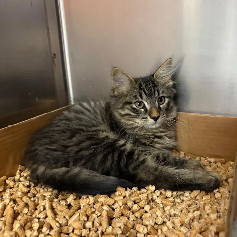 A baby small-sized male Brown / Chocolate Domestic Medium Hair cat named Murray for adoption in Westminster, CA