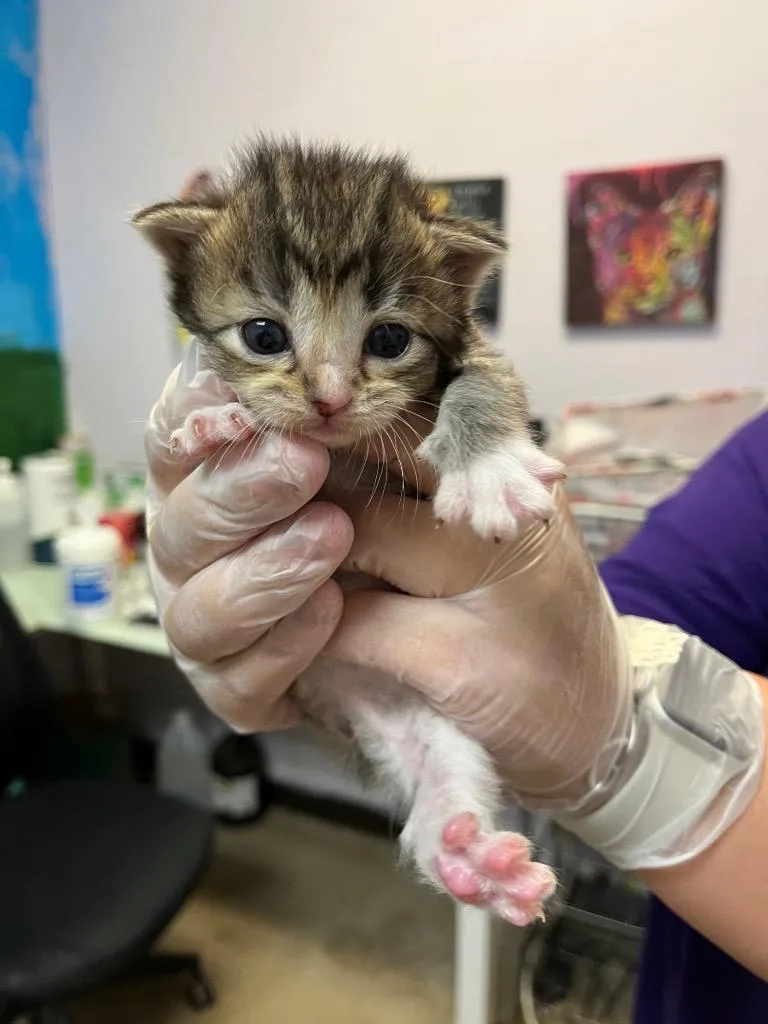 A baby medium-sized female Domestic Short Hair cat named Roxy for adoption in New Braunfels, TX