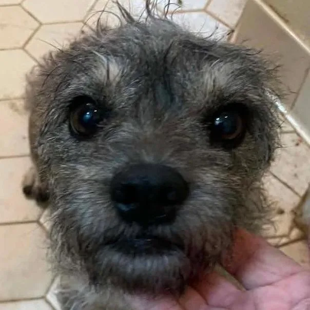 Libby